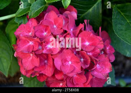 Rosafarbene Hortensie-Blüten, die einen abgerundeten Blumenstrauß bilden Stockfoto
