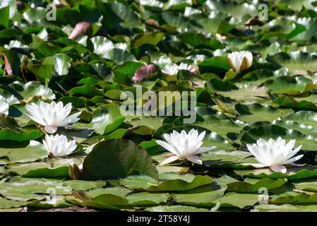 Weiße blühende Lilien auf einem Teich in Kuruman Südafrika Stockfoto