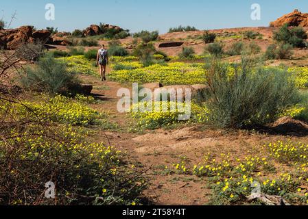 Eine Frau macht einen Spaziergang in einem Feld mit gelben Wildblumen in Kakamas in Südafrika Stockfoto