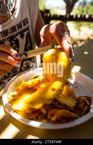 Eine Frau schneidet eine Ananas im Schatten zum Mittagessen mit einem Bleimesser in Kakamas in Südafrika Stockfoto