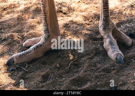 Ein Paar Straußenfüße im Dreck in Outdshoorn in Südafrika Stockfoto