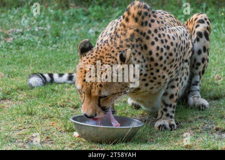 Ein Gepard isst frisches Fleisch aus einer Schüssel in einem Tierheim in Oudtshoorn in Südafrika Stockfoto