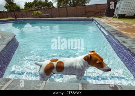 Ein Jack russell-Dwg kühlt sich in einem Swimmingpool in einem Garten in Port Elizabeth Südafrika ab Stockfoto