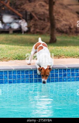 Ein Jack-russell-Hund nimmt einen Drink aus einem Swimmingpool in einem Garten in Port Elizabeth Südafrika Stockfoto