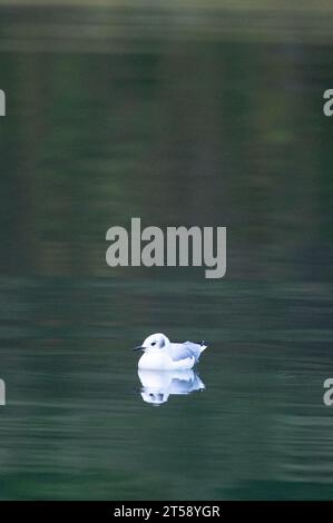 Im ersten Jahr schwimmen Bonapartes Möwen in glattem, grünem Wasser in der Nähe des Khutze Inlet, British Columbia, Kanada Stockfoto