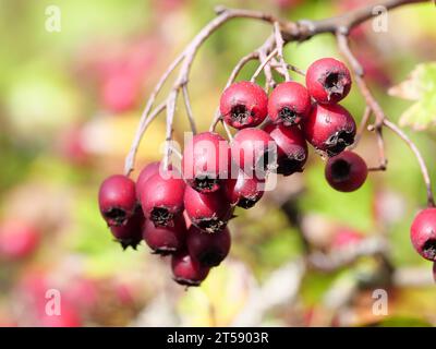 Fruchtgruppen mit essbaren Früchten und Blättern des Weißdorns Crataegus monogyna im Oktober Stockfoto