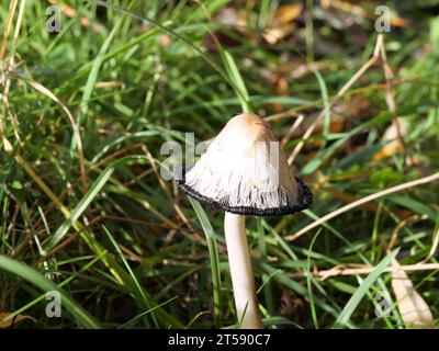 Hut einer mittelalten zotteligen Tintenmütze, Anwaltsperücke oder zottelige Mähne Coprinus comatus während der Tintenbildung Stockfoto