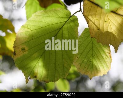 Herbstliche Blätter eines Haselnussrohrs Corylus avellana, hinterleuchtet mit Schattenspiel Stockfoto