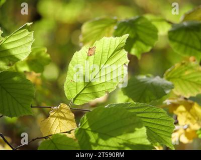 Herbstliche Blätter eines Haselnussrohrs Corylus avellana, hinterleuchtet mit Schattenspiel Stockfoto