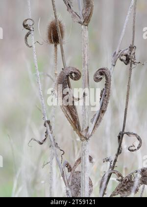 Gekrümmte trockene Blätter und reife braune Blütenstände der Fuller-Teasel (Dipsacus sativus) im Herbst Stockfoto