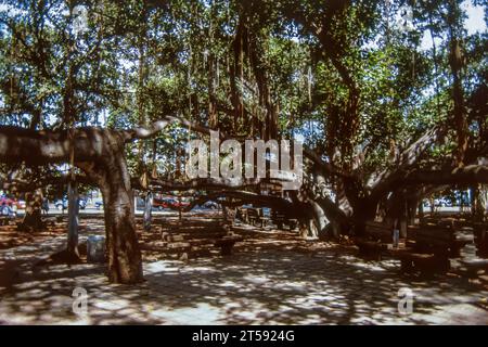 Lahaina, Maui, Hawaii, 2. Juni 1989 - Old Slide of the Historic 150 Year Old, Banyan Tree im Hafen von Lahaina, an einem wunderschönen sonnigen Sommertag Stockfoto