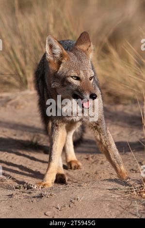 Pampas Graufuchs in Pampas Gras Umgebung, La Pampa Provinz, Patagonien, Argentinien. Stockfoto