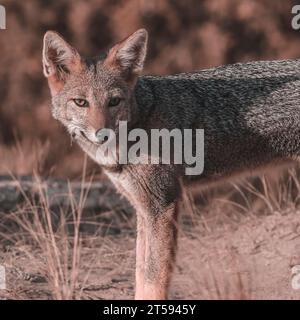 Pampas Graufuchs in Pampas Gras Umgebung, La Pampa Provinz, Patagonien, Argentinien. Stockfoto