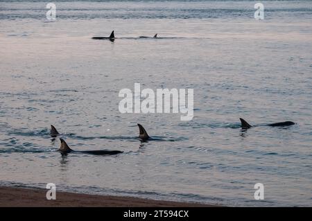 Killerwale, jagen Seelöwen an der paragonischen Küste, Patagonien, Argentinien Stockfoto