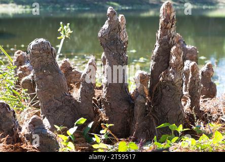 Kniestrukturen der Glatzzypresse ragten aus dem Rand eines Süßwassersees in Houston, Texas. Woody wächst über den Baumwurzeln mit unbekannter Funktion. Stockfoto