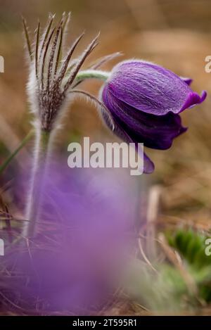 Große Pasque-Blume (Pulsatilla grandis) im Frühjahr, Ukraine Stockfoto