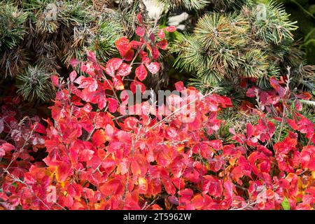 Duftende Sumac Rhus aromatica 'Gro-Low' unter Pinus aristata Stockfoto