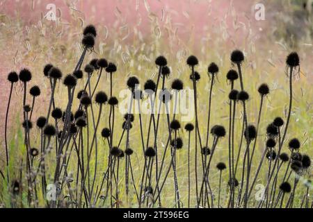 Saatköpfe, Koneflower, getrocknet, Köpfe, Tote, Herbst Stockfoto