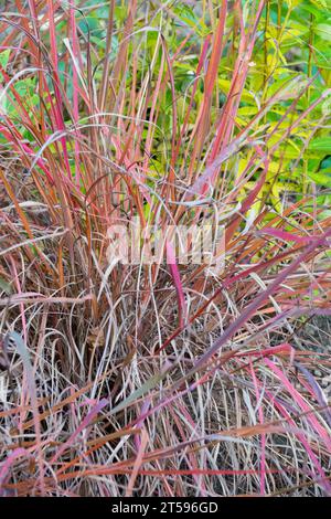 Bluestem Grass, Andropogon gerardi „Roter Oktober“, Cluster, Gras, Hardy, Pflanze im Garten Stockfoto