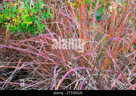 Andropogon gerardi „Roter Oktober“, Big Bluestem Grass Stockfoto