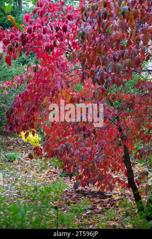 Eastern Dogwood, Herbst, Cornus florida, Baum, Garten, Oktober, Laub Stockfoto