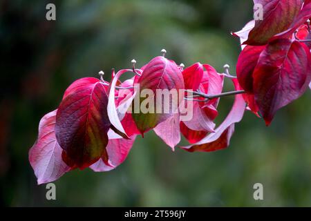 Eastern Dogwood, Branch, Cornus florida, Dunkel, Rot, Sträucher, Blätter, Dogwood, Laub im Herbst Stockfoto