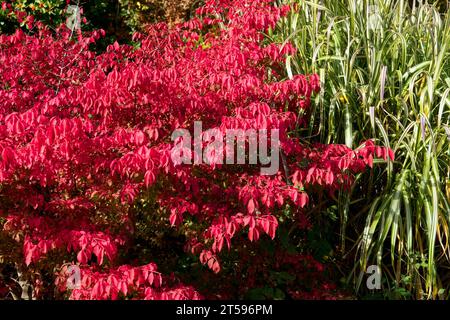 Euonymus alatus „Compactus“, geflügelte Spindel oder brennender Busch, Herbstfarbe rot Stockfoto