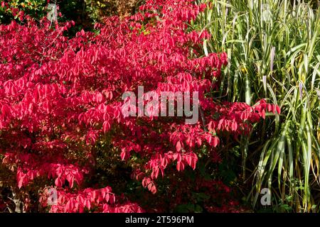 Euonymus alatus „Compactus“, geflügelte Spindel oder brennender Busch Herbstrot Blätter Farbe Gartenpflanze Stockfoto