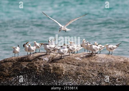 Gruppe von Königlichen Ternen (Thalasseus maximus), die auf Felsen vor der Küste der Insel Aruba stehen. Ein Vogel fliegt und versucht auf Felsen zu landen. Stockfoto