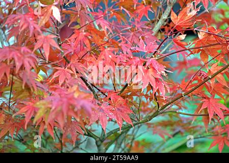 Fächerahorn im Herbst Herbstlaub in leuchtend roter Färbung an einem Fächerahorn. *** Fan Ahorn im Herbst Herbstlaub in knallroter Farbe auf einem Fan Ahorn Credit: Imago/Alamy Live News Stockfoto