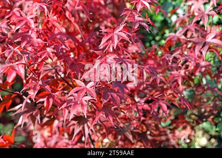 Fächerahorn im Herbst Herbstlaub in leuchtend roter Färbung an einem Fächerahorn. *** Fan Ahorn im Herbst Herbstlaub in knallroter Farbe auf einem Fan Ahorn Credit: Imago/Alamy Live News Stockfoto