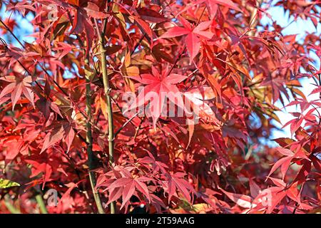 Fächerahorn im Herbst Herbstlaub in leuchtend roter Färbung an einem Fächerahorn. *** Fan Ahorn im Herbst Herbstlaub in knallroter Farbe auf einem Fan Ahorn Credit: Imago/Alamy Live News Stockfoto