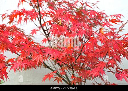 Fächerahorn im Herbst Herbstlaub in leuchtend roter Färbung an einem Fächerahorn. *** Fan Ahorn im Herbst Herbstlaub in knallroter Farbe auf einem Fan Ahorn Credit: Imago/Alamy Live News Stockfoto