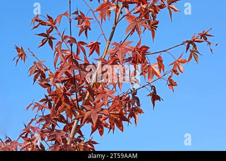 Fächerahorn im Herbst Herbstlaub in leuchtend roter Färbung an einem Fächerahorn. *** Fan Ahorn im Herbst Herbstlaub in knallroter Farbe auf einem Fan Ahorn Credit: Imago/Alamy Live News Stockfoto