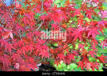 Fächerahorn im Herbst Herbstlaub in leuchtend roter Färbung an einem Fächerahorn. *** Fan Ahorn im Herbst Herbstlaub in knallroter Farbe auf einem Fan Ahorn Credit: Imago/Alamy Live News Stockfoto