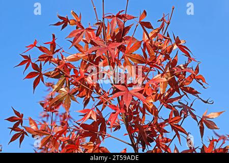 Fächerahorn im Herbst Herbstlaub in leuchtend roter Färbung an einem Fächerahorn. *** Fan Ahorn im Herbst Herbstlaub in knallroter Farbe auf einem Fan Ahorn Credit: Imago/Alamy Live News Stockfoto