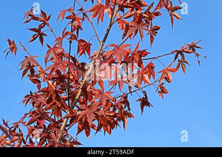 Fächerahorn im Herbst Herbstlaub in leuchtend roter Färbung an einem Fächerahorn. *** Fan Ahorn im Herbst Herbstlaub in knallroter Farbe auf einem Fan Ahorn Credit: Imago/Alamy Live News Stockfoto