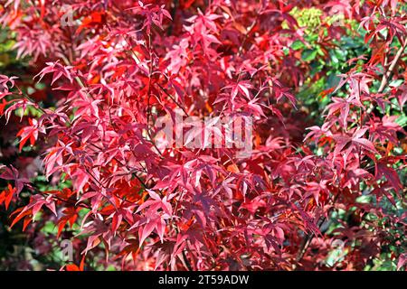 Fächerahorn im Herbst Herbstlaub in leuchtend roter Färbung an einem Fächerahorn. *** Fan Ahorn im Herbst Herbstlaub in knallroter Farbe auf einem Fan Ahorn Credit: Imago/Alamy Live News Stockfoto