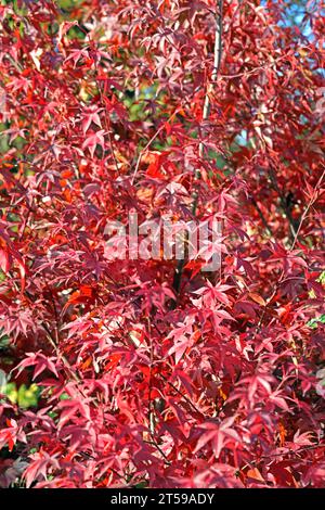 Fächerahorn im Herbst Herbstlaub in leuchtend roter Färbung an einem Fächerahorn. *** Fan Ahorn im Herbst Herbstlaub in knallroter Farbe auf einem Fan Ahorn Credit: Imago/Alamy Live News Stockfoto