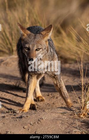 Pampas Graufuchs in Pampas Gras Umgebung, La Pampa Provinz, Patagonien, Argentinien. Stockfoto