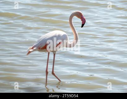 Greater Flamingo, (Phoenicopterus roseus) Voroklini-See, Larnaka, Zypern. Stockfoto