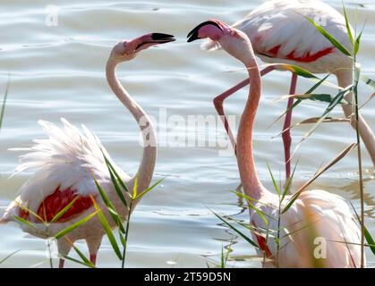 Greater Flamingo, (Phoenicopterus roseus) Voroklini-See, Larnaka, Zypern. Stockfoto