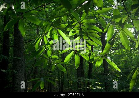 Grüne Blätter von Kastanienbäumen, die von der Sonne im grünen Wald beleuchtet werden Stockfoto