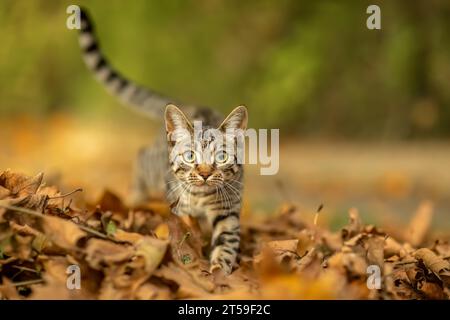 Eine junge gestreifte Katze, die im Herbst draußen zwischen Laubblättern spielt Stockfoto