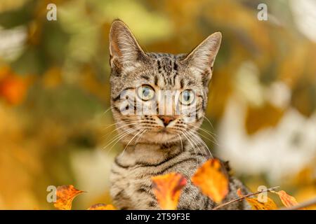 Eine junge gestreifte Katze, die im Herbst draußen zwischen Laubblättern spielt Stockfoto