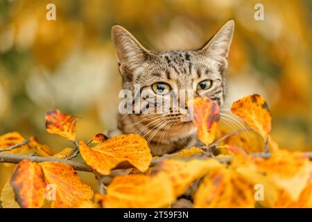 Eine junge gestreifte Katze, die im Herbst draußen zwischen Laubblättern spielt Stockfoto