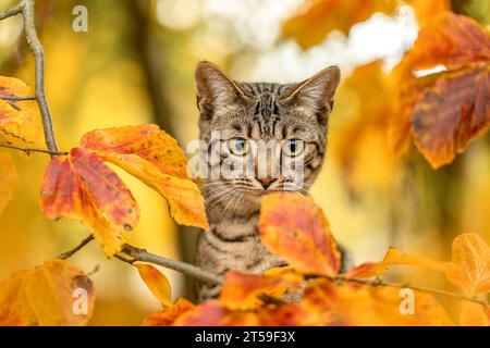 Eine junge gestreifte Katze, die im Herbst draußen zwischen Laubblättern spielt Stockfoto