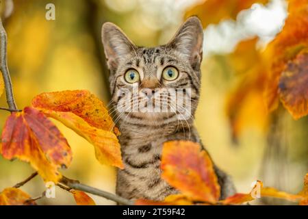 Eine junge gestreifte Katze, die im Herbst draußen zwischen Laubblättern spielt Stockfoto