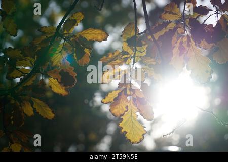 Die Sonne scheint im Herbst durch Eichenblätter Stockfoto