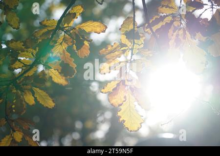 Die Sonne scheint im Herbst durch Eichenblätter Stockfoto